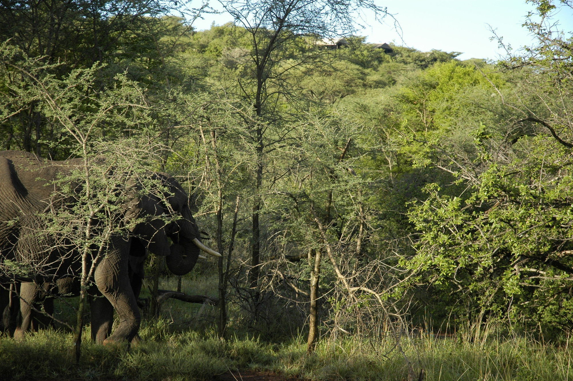 Kirawira Serena Camp Robanda ภายนอก รูปภาพ